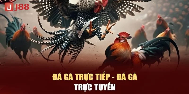 Đá Gà J88 - Sới Gà Đá Đỉnh Cao Cho Chiến Kê Sành Sỏi 1 Sảnh cược gà chọi đá tại nhà cái J88 thu hút hàng nghìn bet thủ tham gia.